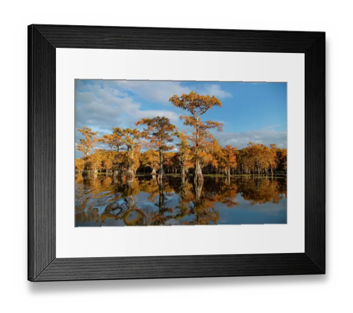 Framed Print : Bald cypress in fall color Framed Print : Bald cypress in fall color