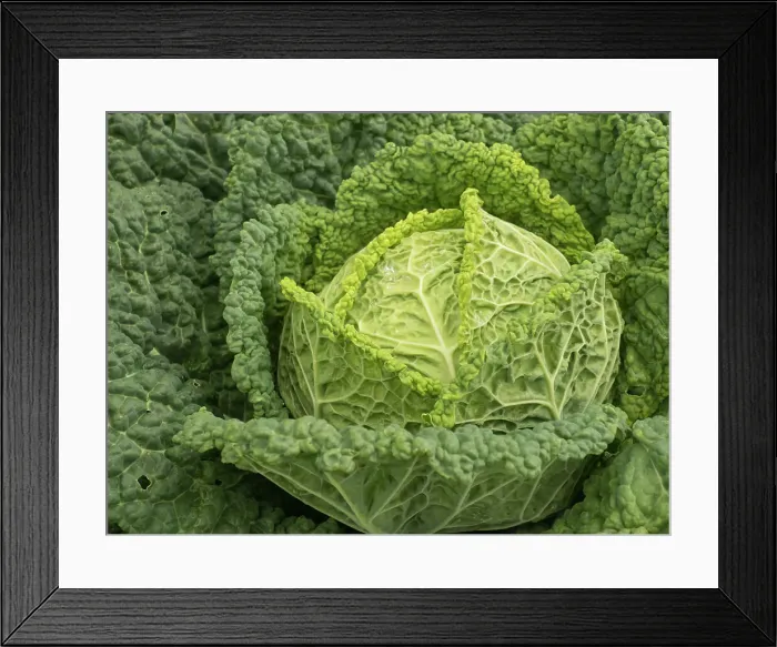 Framed Print : Usa, Washington State, Carnation. Cabbage Framed Print : Usa, Washington State, Carnation. Cabbage