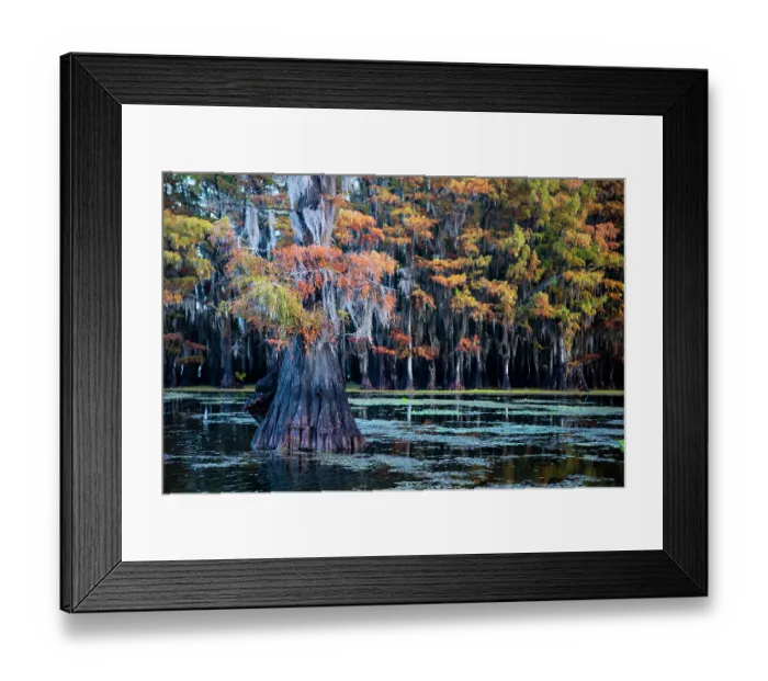 Framed Print : Bald cypress in fall color Framed Print : Bald cypress in fall color