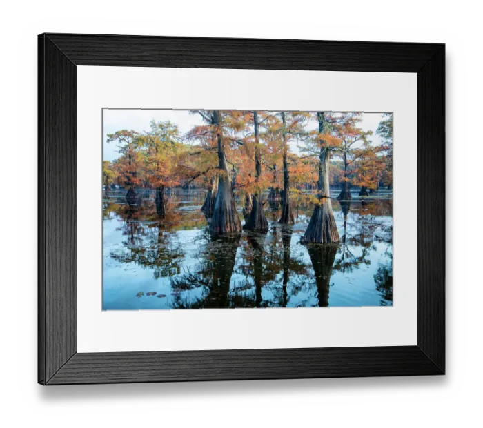 Framed Print : Bald cypress in fall color Framed Print : Bald cypress in fall color