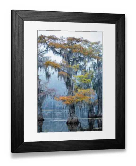Framed Print : Bald cypress in fall color