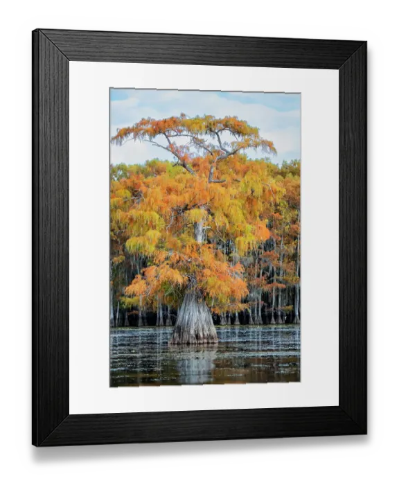 Framed Print : Bald cypress in autumn color Framed Print : Bald cypress in autumn color