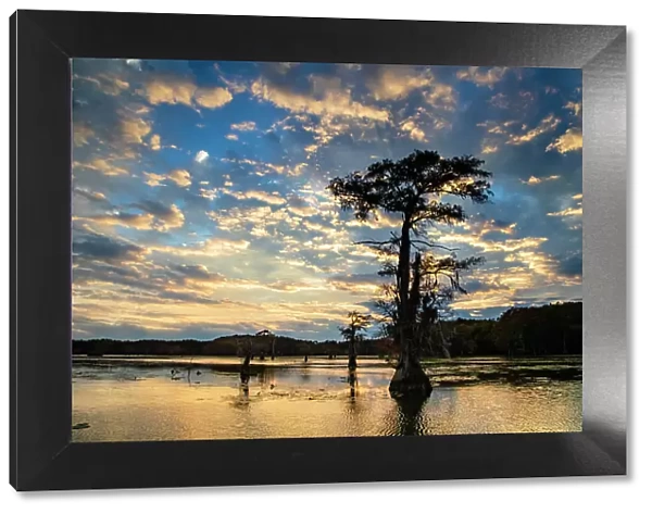 Bald cypress silhouetted at sunrise, Caddo Lake, Texas