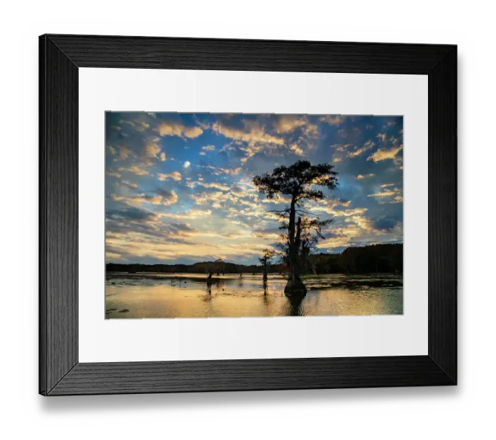 Framed Print : Bald cypress silhouetted at sunrise, Caddo Lake, Texas