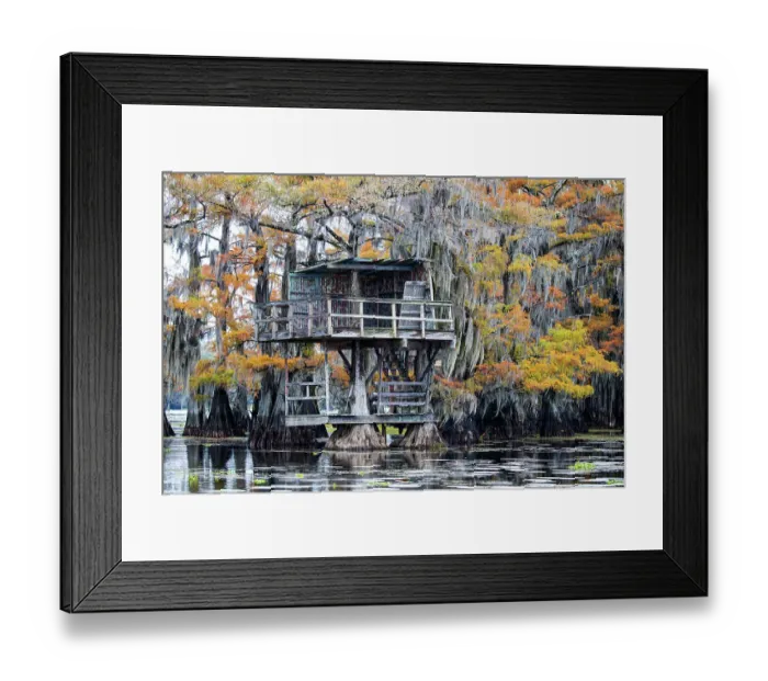 Framed Print : Bald cypress in autumn color