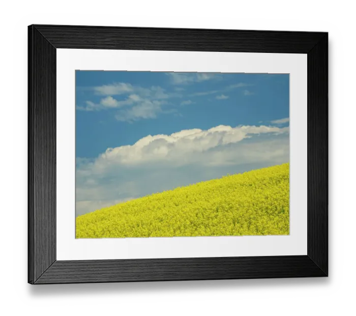 Framed Print : Usa, Washington State, Palouse. Canola fields under blue sky with puffy clouds Framed Print : Usa, Washington State, Palouse. Canola fields under blue sky with puffy clouds