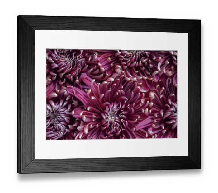 Framed Print : Chrysanthemums (mums)