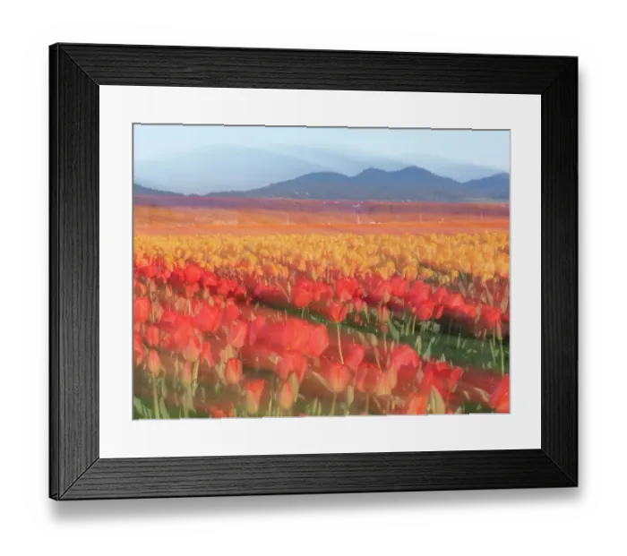Framed Print : Usa, Washington State, Mt. Vernon. Rows of tulips at farm with mountains in distance. Skagit Valley Tulip festival Framed Print : Usa, Washington State, Mt. Vernon. Rows of tulips at farm with mountains in distance. Skagit Valley Tulip festival