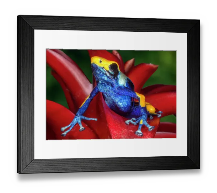 Framed Print : Close-up of poison dart frog on plant