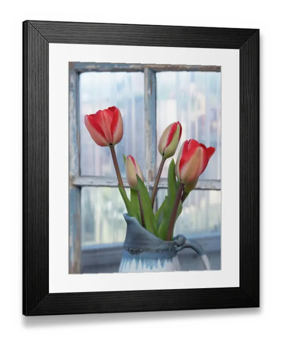 Framed Print : Usa, Washington State, Mt. Vernon. Tulips in vase by window Framed Print : Usa, Washington State, Mt. Vernon. Tulips in vase by window