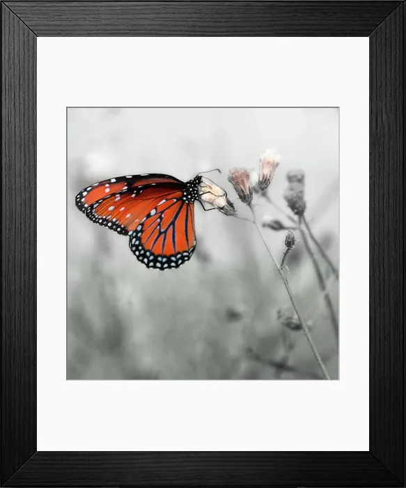 Framed Print : Monarch butterfly