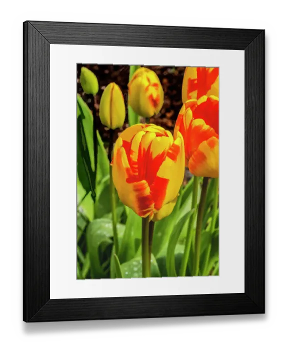 Framed Print : Banja Luka Darwin Hybrid tulip blooming. Named after city in Bosnia, tulips are native to Turkey Framed Print : Banja Luka Darwin Hybrid tulip blooming. Named after city in Bosnia, tulips are native to Turkey