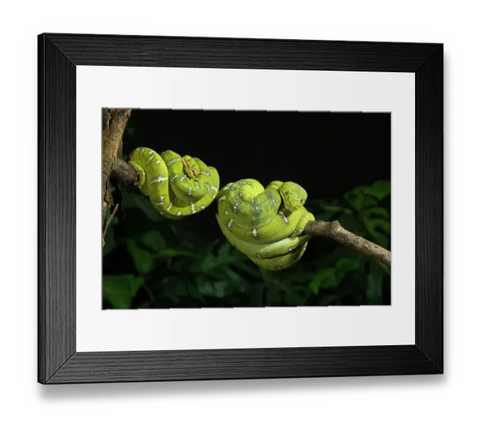 Framed Print : Emerald tree boa coiled, captive, native to South America Framed Print : Emerald tree boa coiled, captive, native to South America