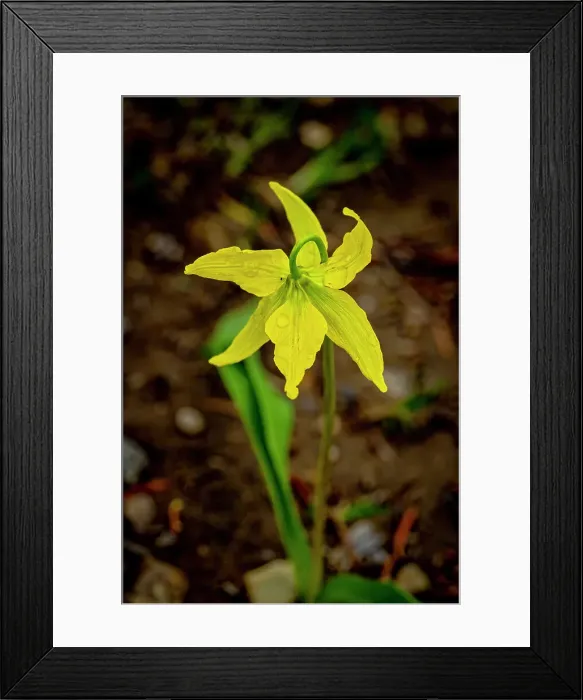 Framed Print : USA, Wyoming, Snowy Range. Yellow avalanche lily close-up Framed Print : USA, Wyoming, Snowy Range. Yellow avalanche lily close-up
