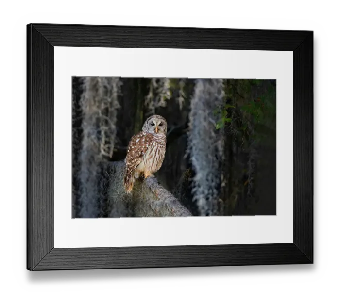 Framed Print : Barred owl perched in bald cypress forest with Spanish moss