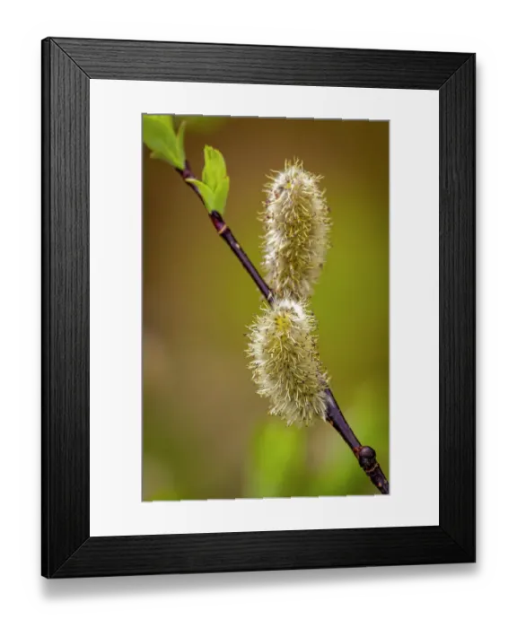 Framed Print : USA, Wyoming, Snowy Range. Willow stem with buds Framed Print : USA, Wyoming, Snowy Range. Willow stem with buds