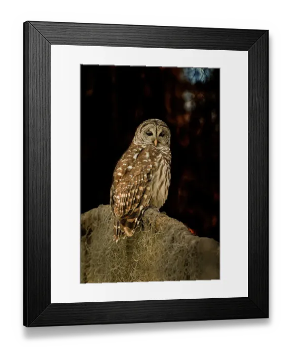 Framed Print : Barred owl perched in bald cypress forest with Spanish moss Framed Print : Barred owl perched in bald cypress forest with Spanish moss