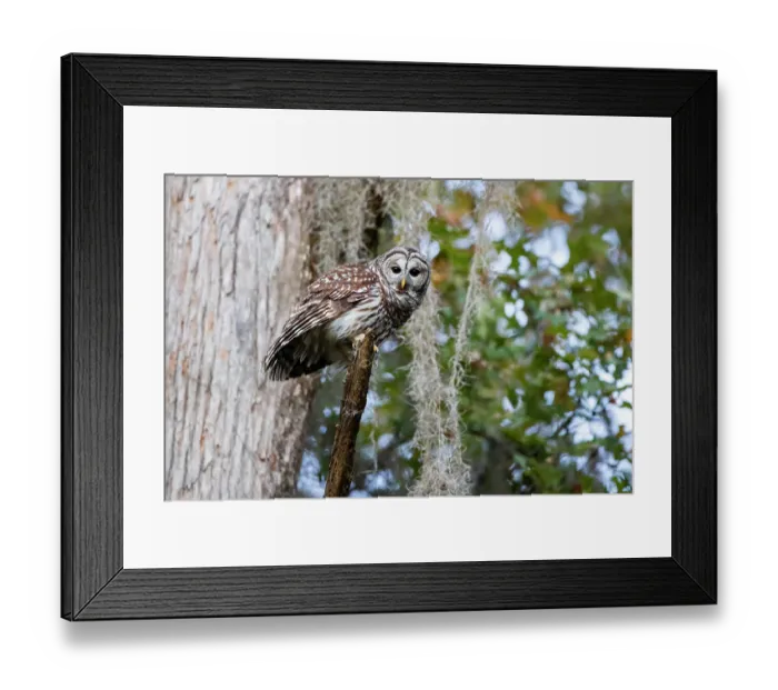 Framed Print : Barred owl perched in bald cypress forest with Spanish moss