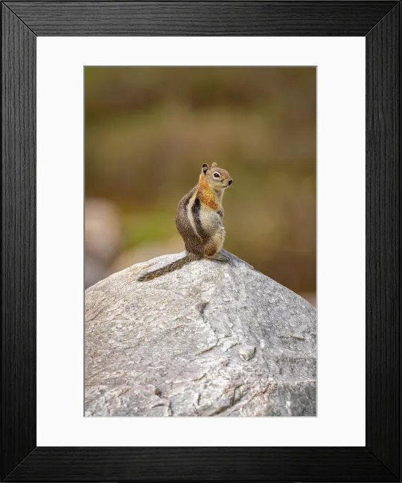 Framed Print : USA, Wyoming, Snowy Range. Golden-mantled ground squirrel on rock Framed Print : USA, Wyoming, Snowy Range. Golden-mantled ground squirrel on rock