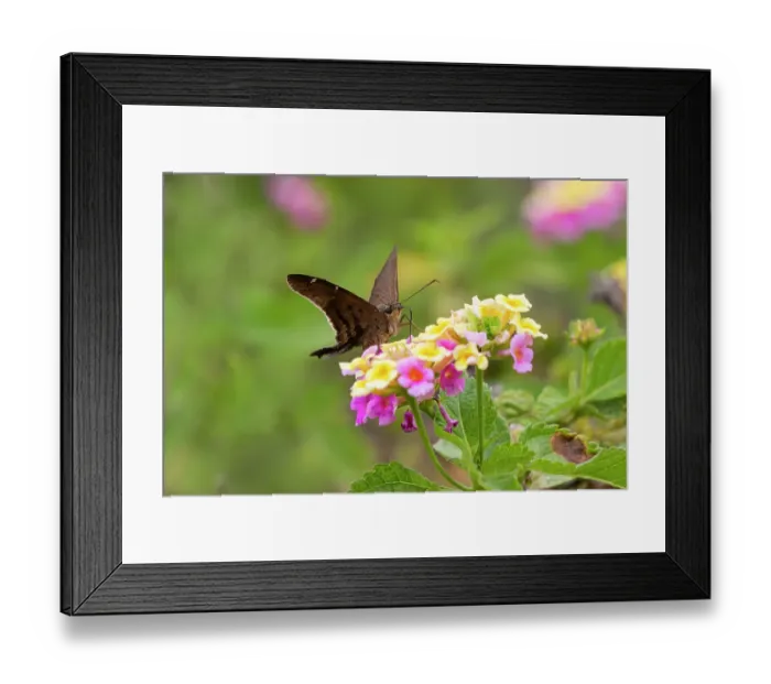 Framed Print : Brown longtail nectaring at lantana blooms Framed Print : Brown longtail nectaring at lantana blooms