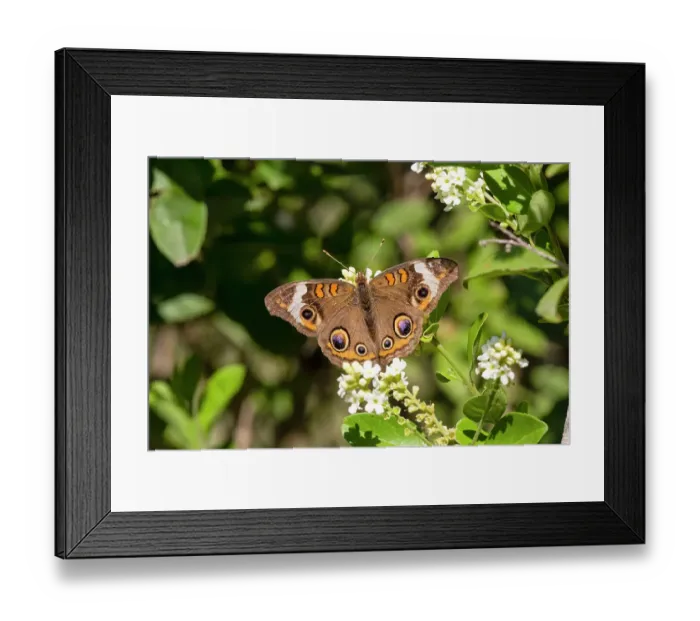 Framed Print : Common buckeye butterfly nectaring Framed Print : Common buckeye butterfly nectaring