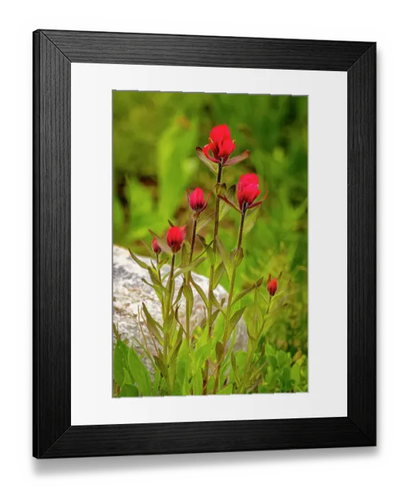 Framed Print : USA, Wyoming, Snowy Range. Red Indian paintbrush flowers close-up