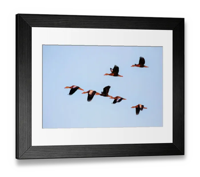 Framed Print : Black-bellied whistling duck in flight Framed Print : Black-bellied whistling duck in flight