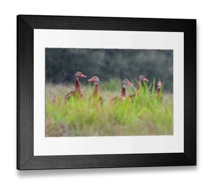 Framed Print : Black-bellied whistling duck in flight Framed Print : Black-bellied whistling duck in flight