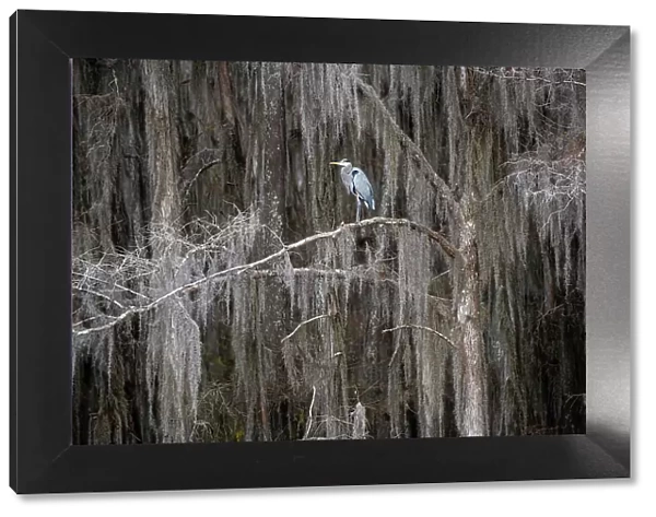 Great blue heron in bald cypress forest