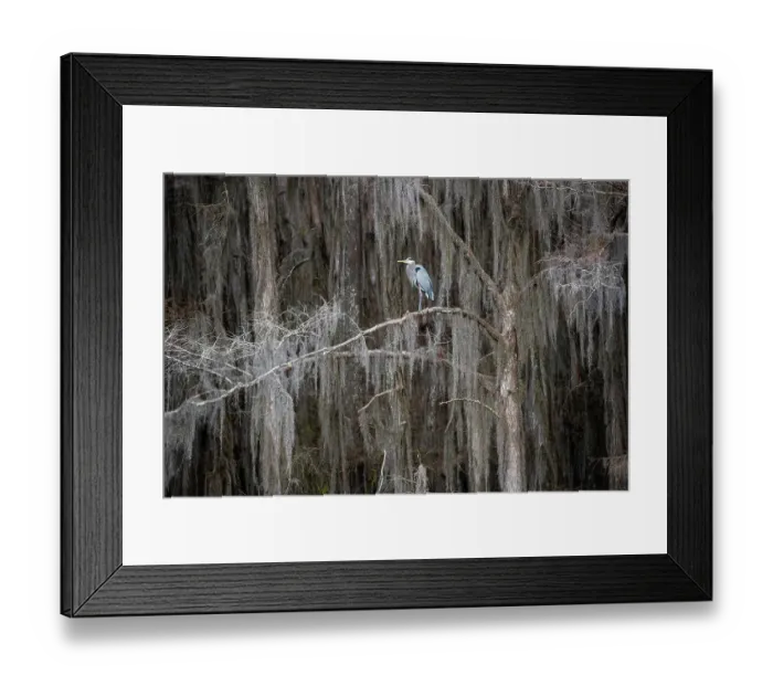 Framed Print : Great blue heron in bald cypress forest
