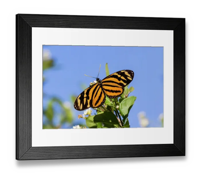 Framed Print : Isabella's Heliconian nectaring