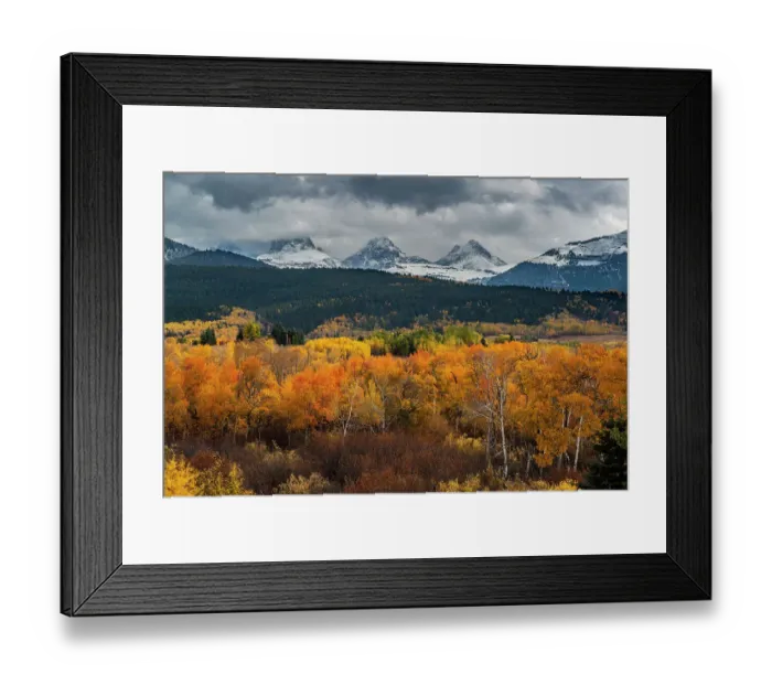 Framed Print : USA, Wyoming. Orange and yellow Aspens with snow-covered Teton Mountains near Jackson Hole Framed Print : USA, Wyoming. Orange and yellow Aspens with snow-covered Teton Mountains near Jackson Hole