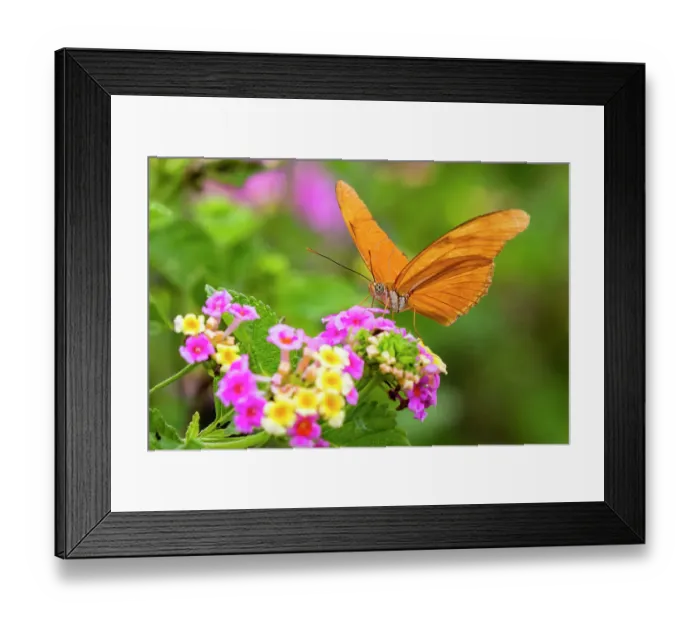 Framed Print : Julia Heliconian nectaring at lantana flowers Framed Print : Julia Heliconian nectaring at lantana flowers