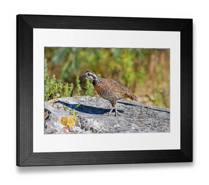 Framed Print : Northern bobwhite male on rock Framed Print : Northern bobwhite male on rock