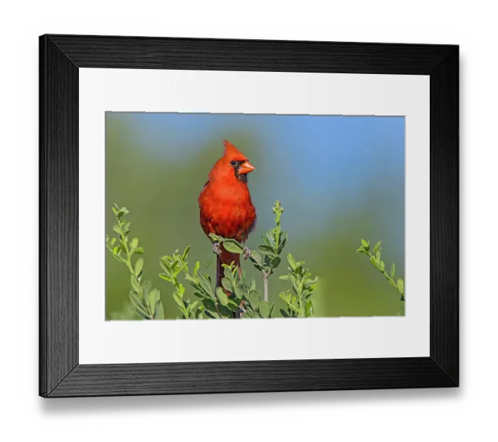 Framed Print : Northern cardinal, male perched in Texas Persimmon bush, southwest Texas