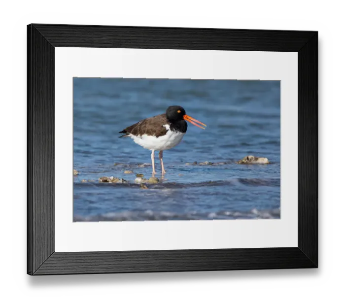 Framed Print : American oystercatcher on oyster reef Framed Print : American oystercatcher on oyster reef