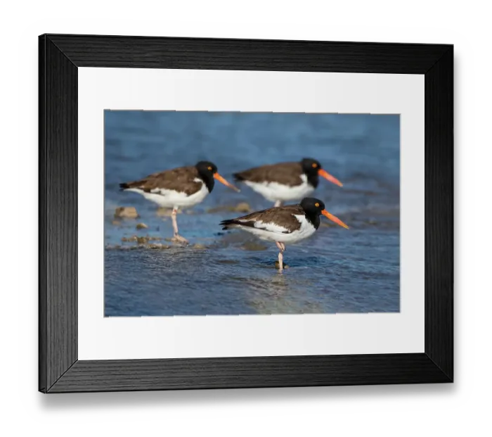 Framed Print : American oystercatcher on oyster reef Framed Print : American oystercatcher on oyster reef