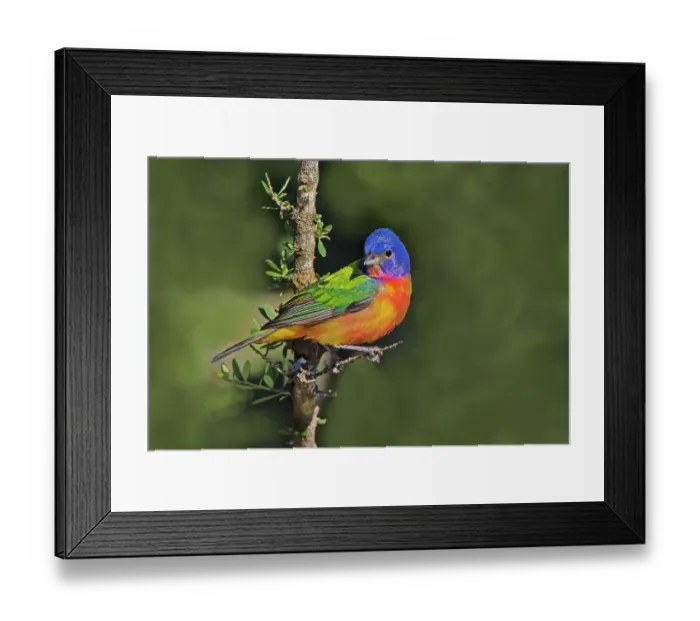 Framed Print : Painted bunting foraging in brush country near the Rio Grande, Texas Framed Print : Painted bunting foraging in brush country near the Rio Grande, Texas