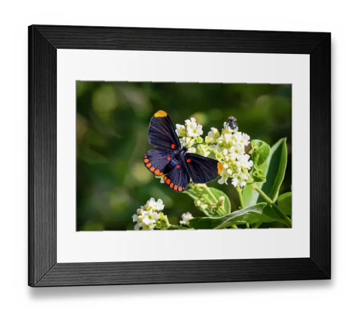 Framed Print : Red-bordered pixie butterfly feeding on garden flowers at National Butterfly Center, Mission, Texas Framed Print : Red-bordered pixie butterfly feeding on garden flowers at National Butterfly Center, Mission, Texas