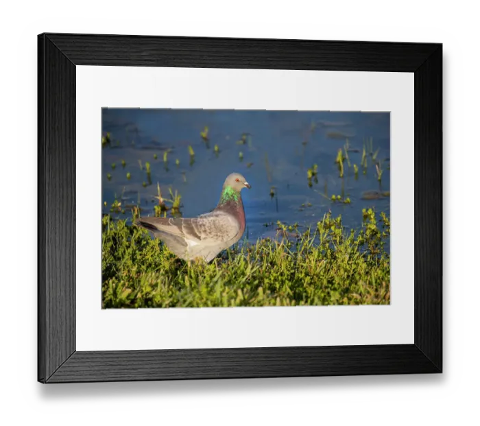 Framed Print : Rock dove drinking
