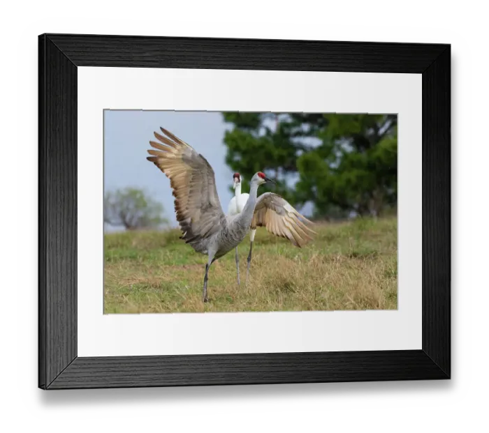 Framed Print : Whooping crane chasing Sandhill crane, Texas coast Framed Print : Whooping crane chasing Sandhill crane, Texas coast