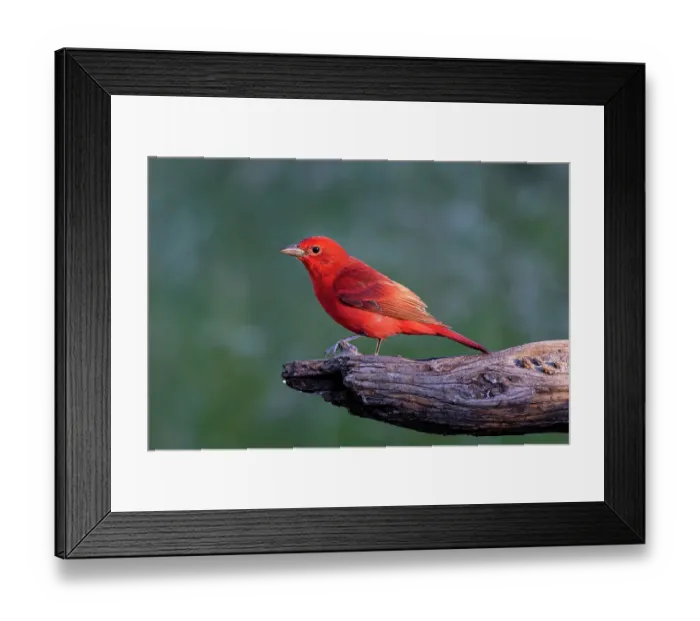 Framed Print : Summer tanager male drawn to dripping water