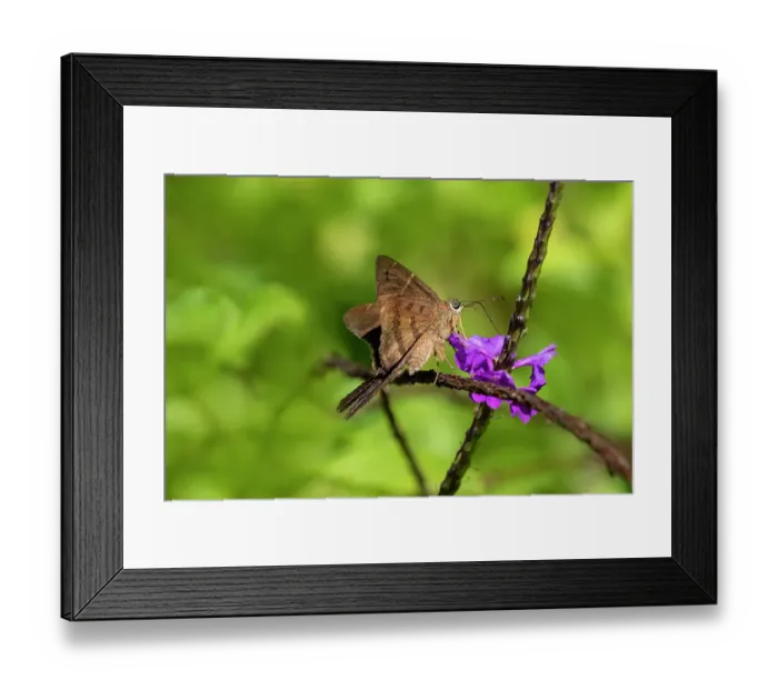 Framed Print : Teleus longtail butterfly nectaring in flower garden Framed Print : Teleus longtail butterfly nectaring in flower garden