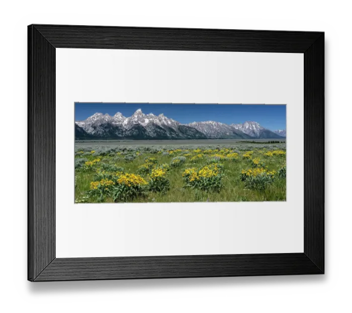 Framed Print : USA, Wyoming. Grand Teton Range and Arrowleaf Balsamroot wildflowers, Grand Teton National Park Framed Print : USA, Wyoming. Grand Teton Range and Arrowleaf Balsamroot wildflowers, Grand Teton National Park