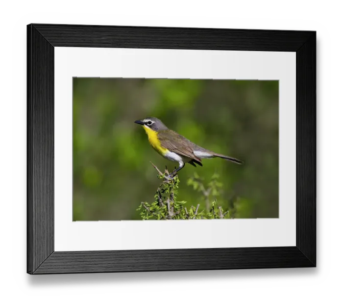 Framed Print : Yellow-breasted chat adult perched in dense brush Framed Print : Yellow-breasted chat adult perched in dense brush