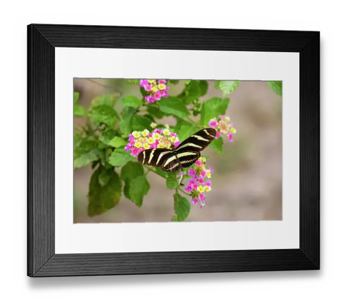 Framed Print : Zebra Heliconian feeding
