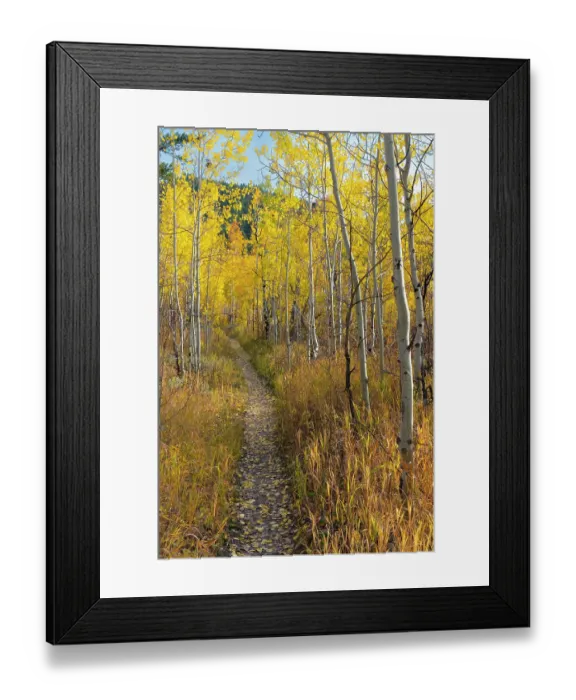 Framed Print : USA, Wyoming. Trail through autumn Aspens and grasslands, Black Tail Butte, Grand Teton National Park Framed Print : USA, Wyoming. Trail through autumn Aspens and grasslands, Black Tail Butte, Grand Teton National Park