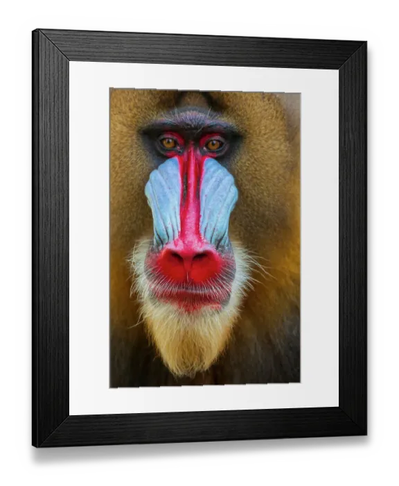 Framed Print : Close-up of the face of a mandrill (Mandrillus sphinx). Captive Framed Print : Close-up of the face of a mandrill (Mandrillus sphinx). Captive