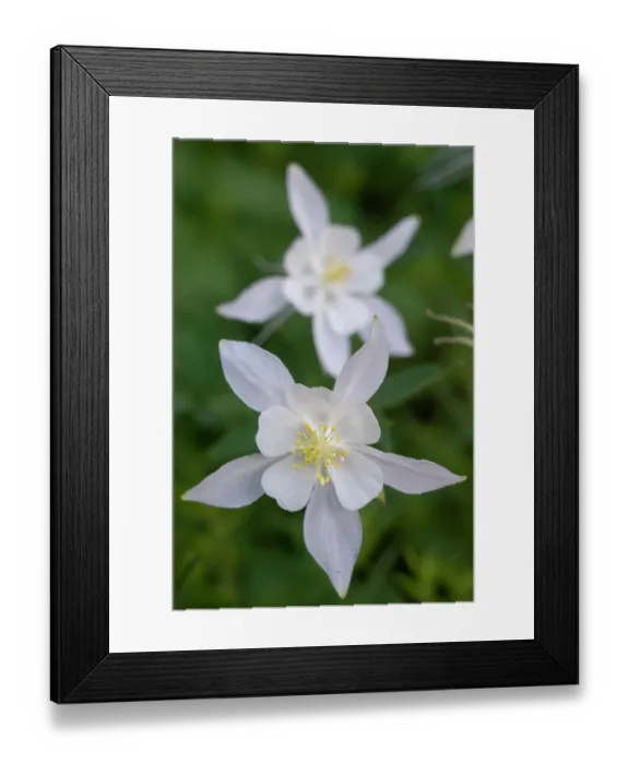 Framed Print : USA, Wyoming. Columbine wildflowers, Grand Teton National Park Framed Print : USA, Wyoming. Columbine wildflowers, Grand Teton National Park