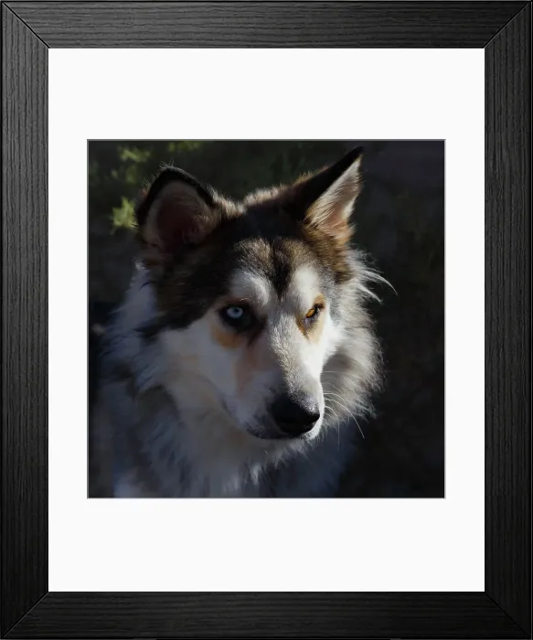Framed Print : Portrait of rescue dog